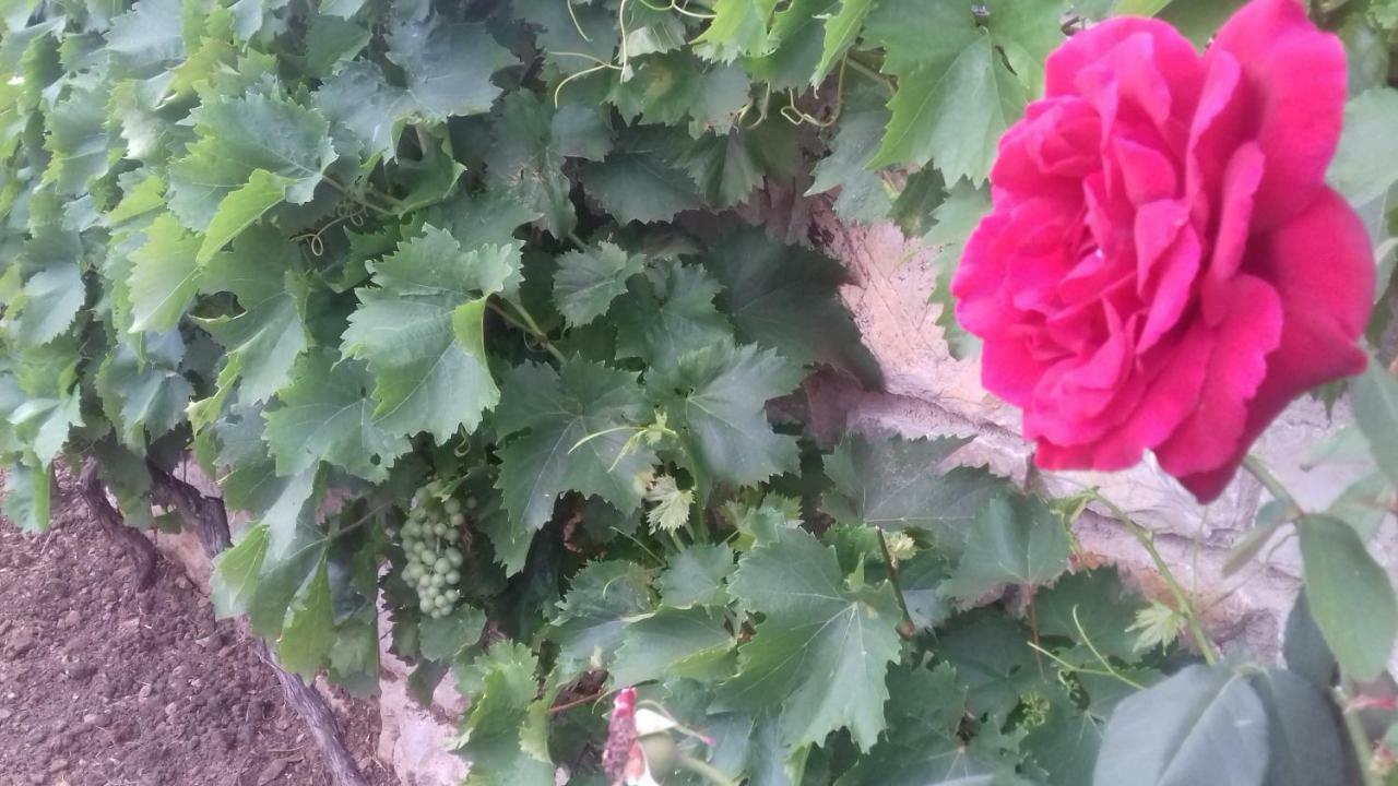 Holiday Home Nora**** Loznati Cres المظهر الخارجي الصورة